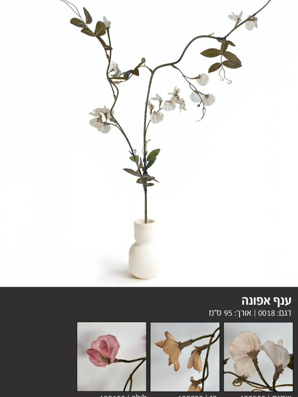 ענף אפונה
